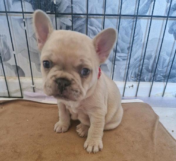 Cuccioli di bulldog francese meravigliosi - media 2